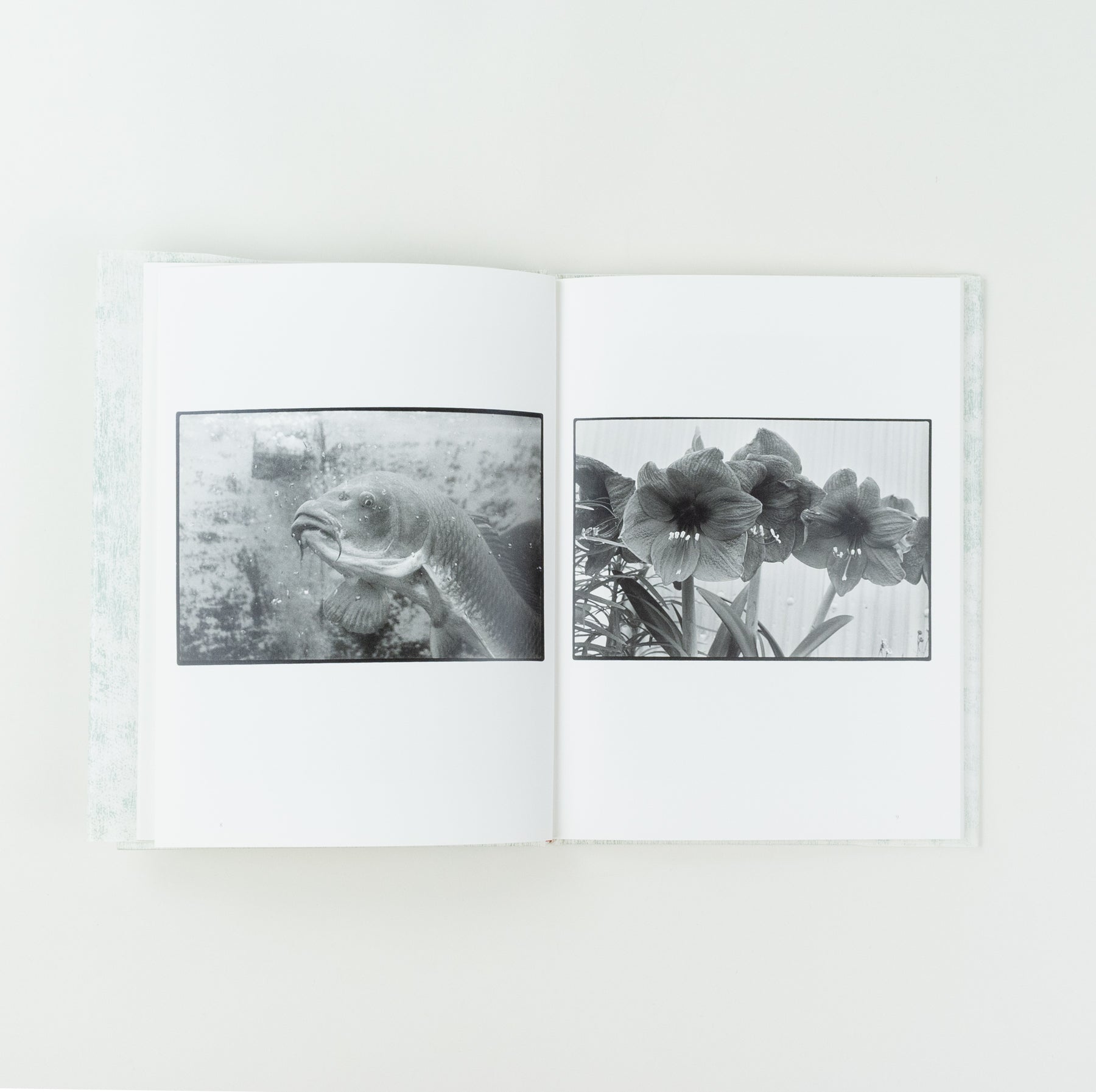 Saboten to Shippo (Cactus and Tail)