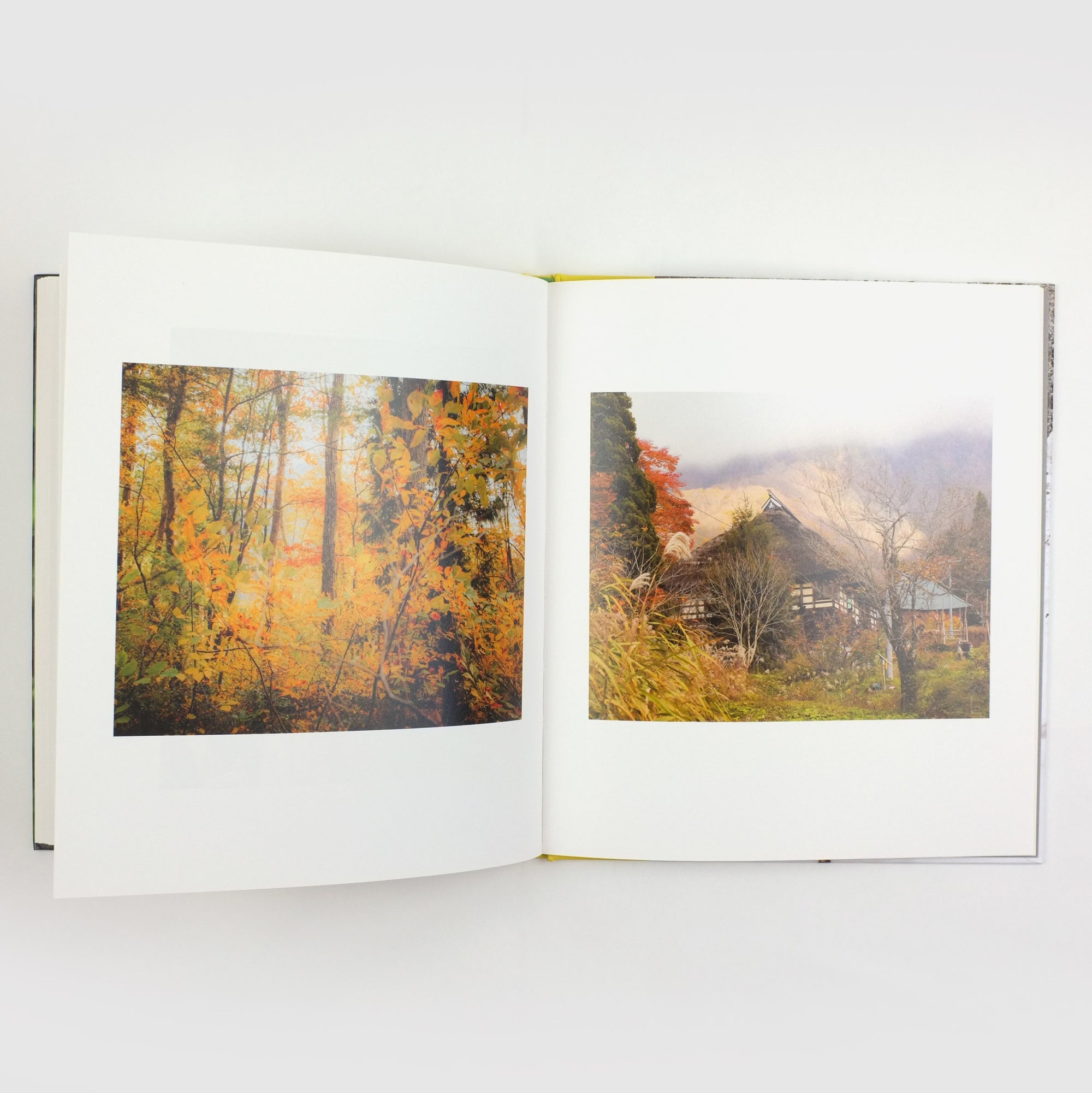 Otari-Pristine Peaks